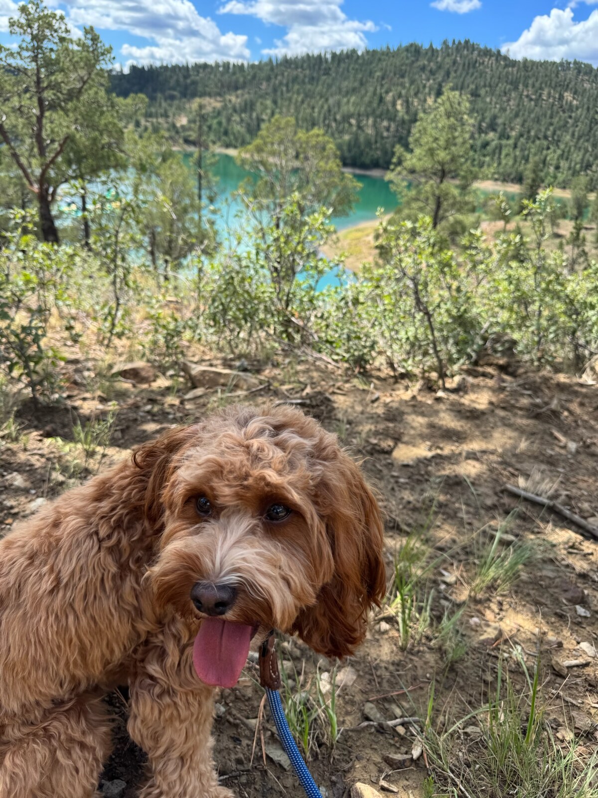 Harold looking into the camera on the Grindstone Lake trail