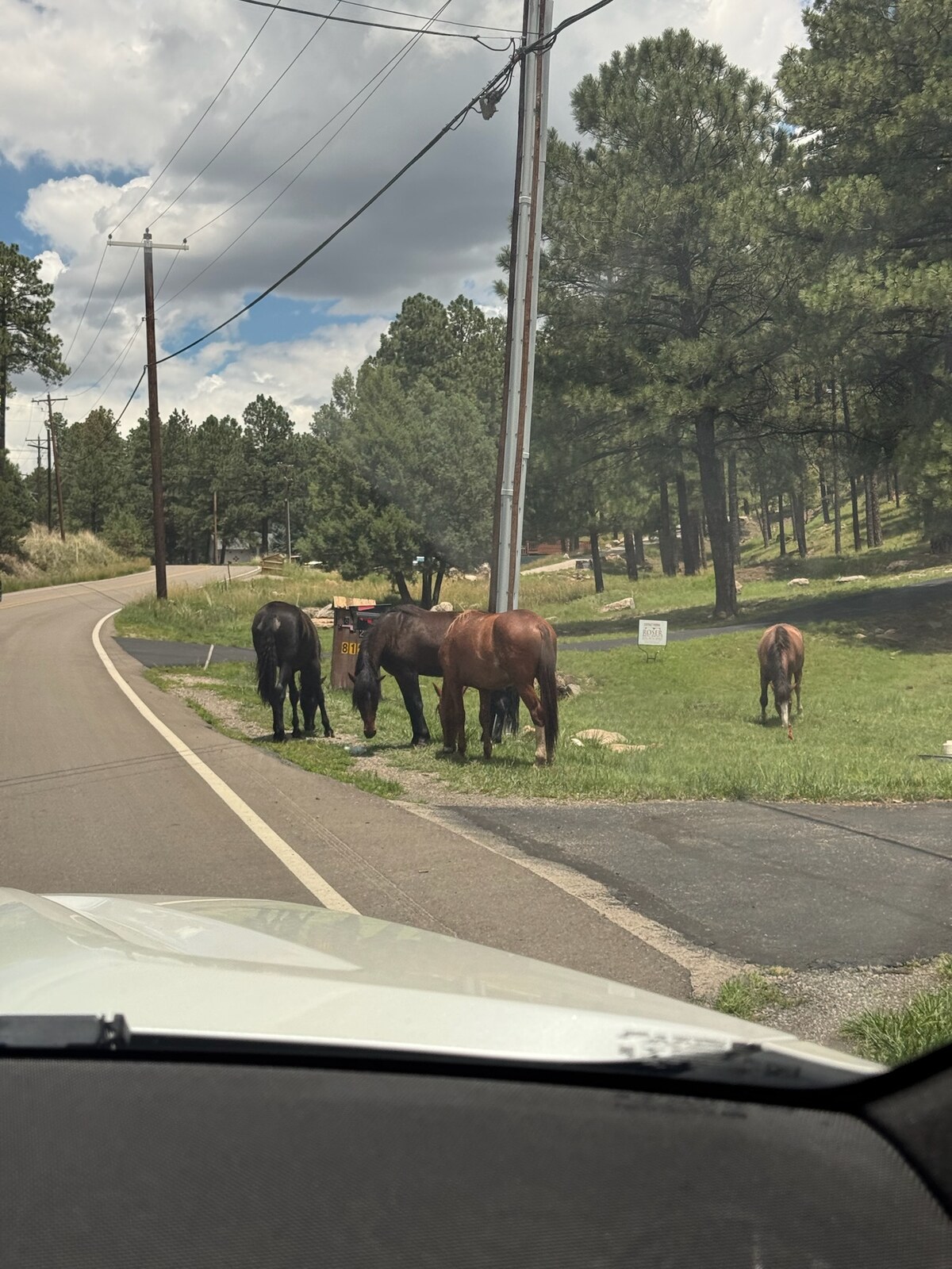 A group of horses grazing beside the road in Ruidoso